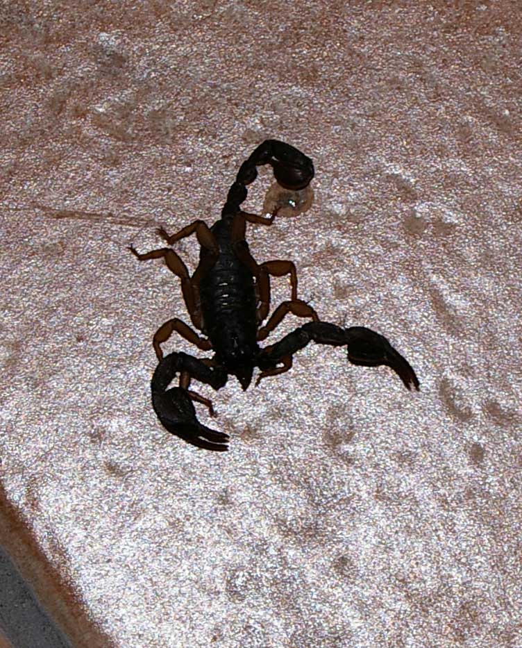 Euscorpius sp.